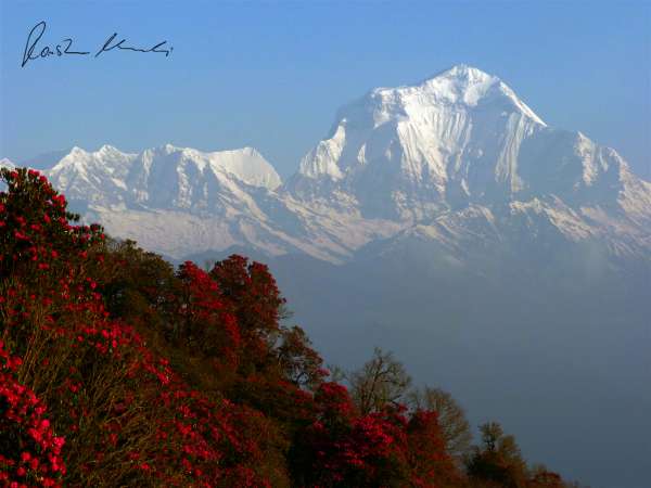  Dhaulagiri (von Poon Hill)