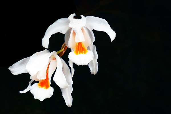 Orchid (Am Weg 19)
